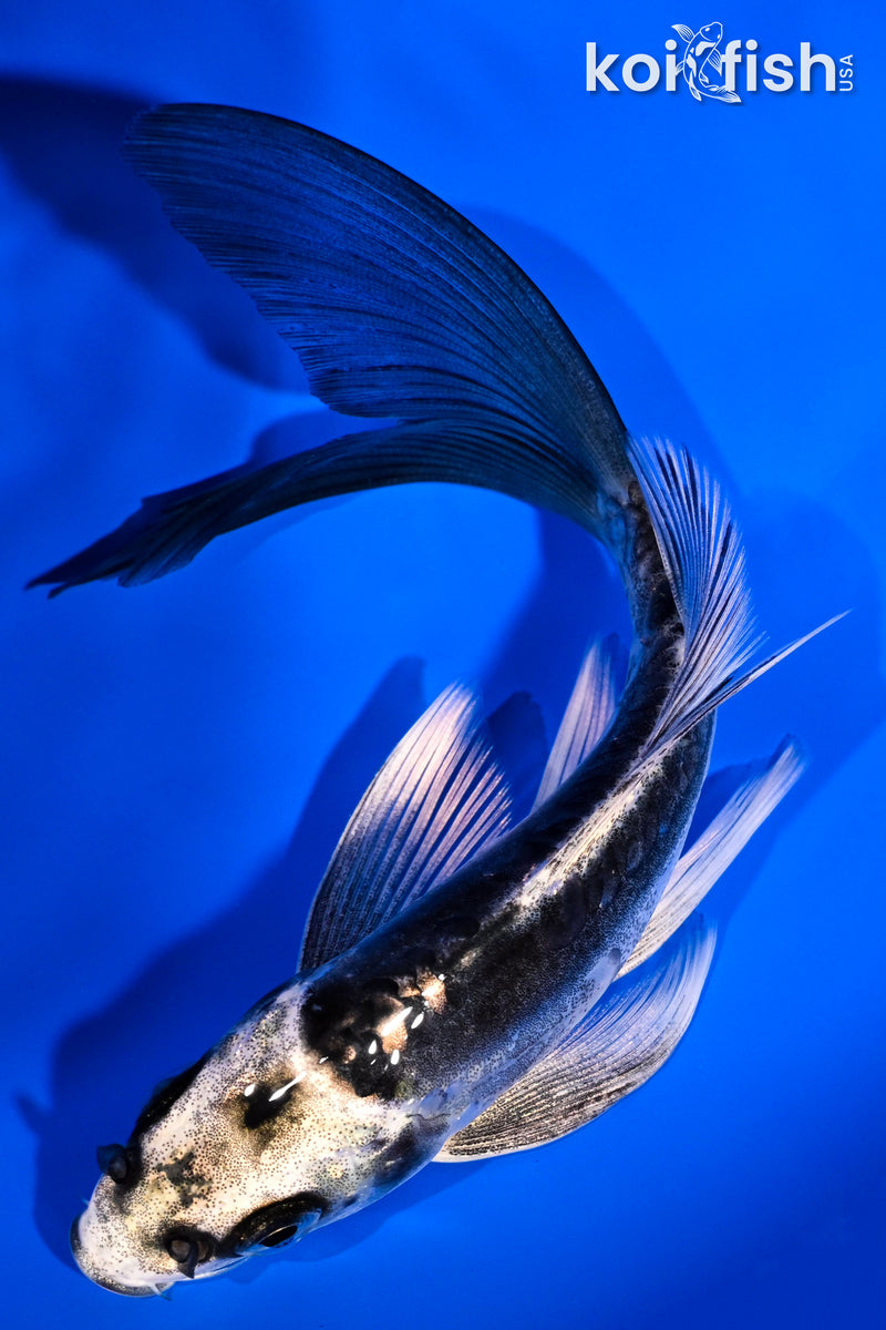 5.75" KIKOKURYU BUTTERFLY
