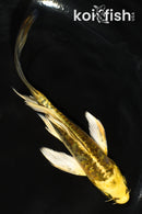 5.5" ARAGOKE KIN KIKOKURYU BUTTERFLY