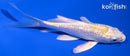 4.5" GINRIN LEMON HARIWAKE BUTTERFLY
