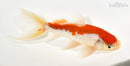 6.5" WAKIN GOLDFISH