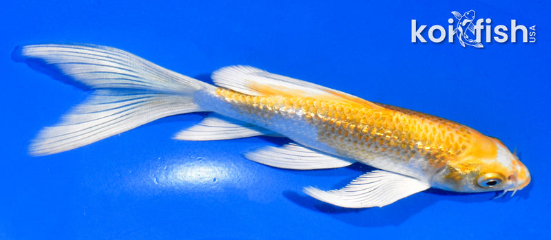 5.5" GINRIN HARIWAKE BUTTERFLY