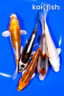 PACK OF (5) 5 - 5.25" STANDARD KOI