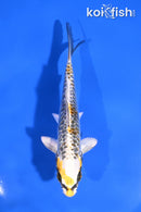 5" KUJAKU