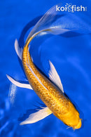 8.25" GINRIN YAMABUKI OGON BUTTERFLY