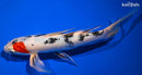 10.25" YAMATO NISHIKI BUTTERFLY