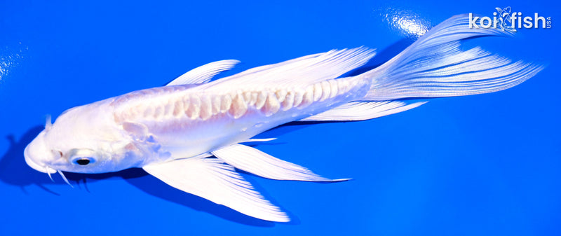 5.75" ARAGOKE LEMON HARIWAKE BUTTERFLY