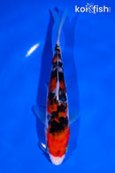 6.75" ARAGOKE SANKE