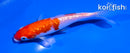 5" GINRIN KOHAKU