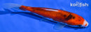 6.75" BENI MATSUKAWABAKE