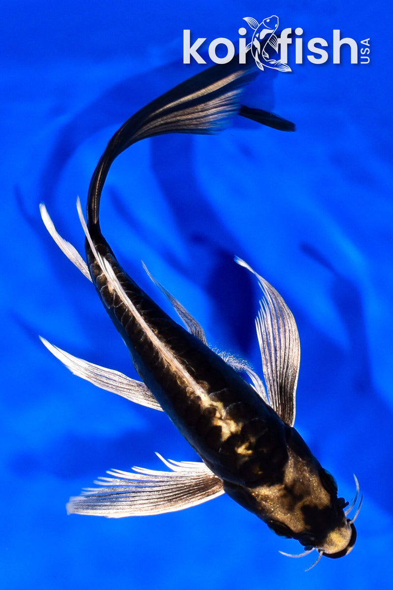 8" KABUTO BUTTERFLY