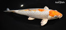 9.5" METALLIC OCHIBA SHIGURE