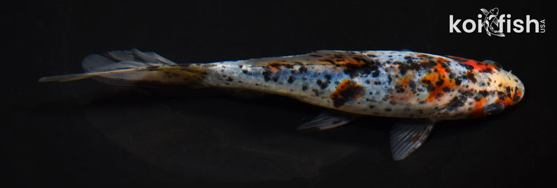 7" SHUBUNKIN GOLDFISH