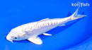 6.5" DOITSU PLATINUM OGON