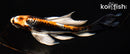 7" BENI KIKOKURYU BUTTERFLY