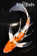 8" ARAGOKE HEISEI NISHIKI BUTTERFLY