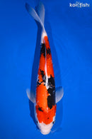 16" HI SHOWA