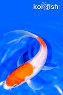 8.25" KOHAKU BUTTERFLY