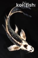 8.5" GINGA BUTTERFLY