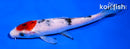 6" SANKE