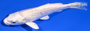 4.5" PLATINUM OGON