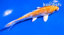 5" GINRIN HARIWAKE