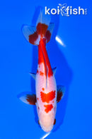 5.75" WAKIN GOLDFISH