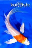 5.5" HARIWAKE BUTTERFLY