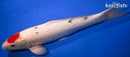 16.5" TANCHO SANKE
