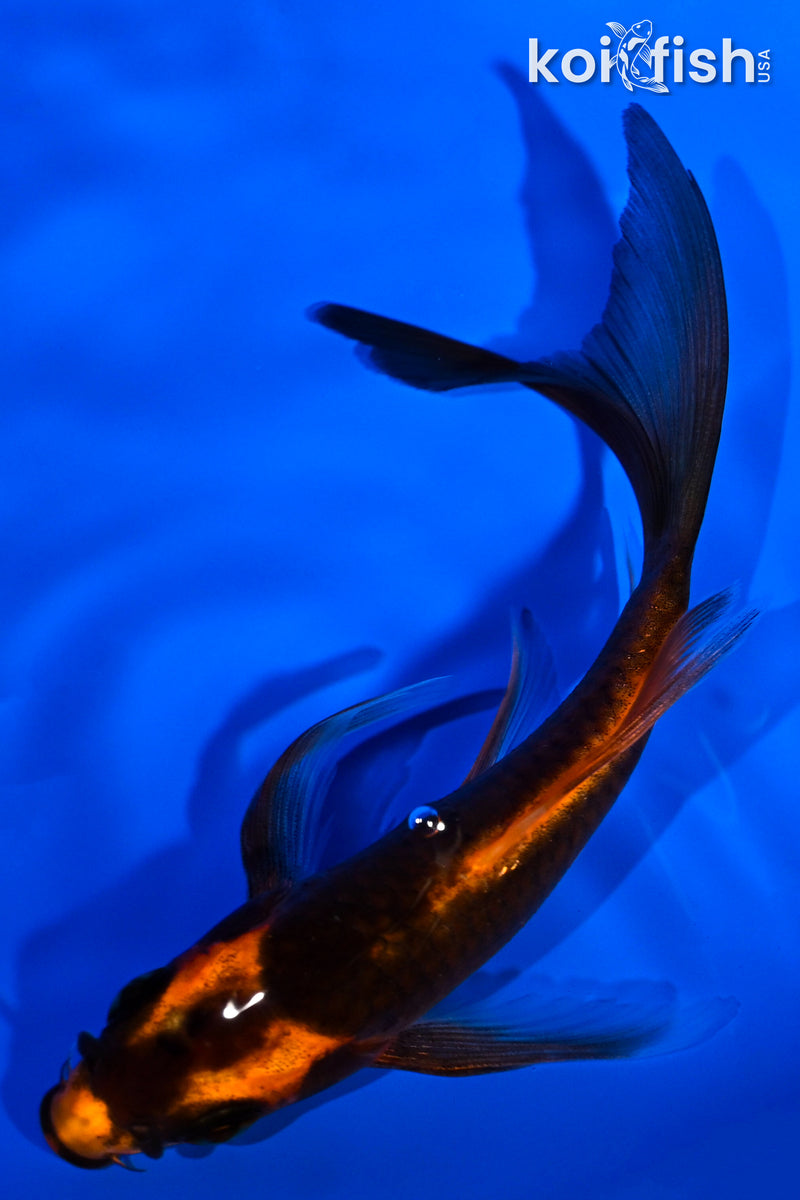 5" ORENJI MATSUBA BUTTERFLY
