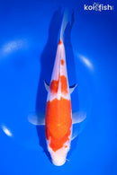 10.25" KOHAKU
