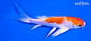 5" HARIWAKE BUTTERFLY