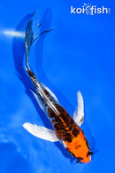 5" ARAGOKE BENI KIKOKURYU BUTTERFLY