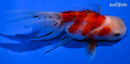 5" CALICO ORANDA GOLDFISH