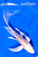 6" DOITSU LEMON HARIWAKE BUTTERFLY