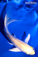 4.75" GINRIN LEMON HARIWAKE BUTTERFLY