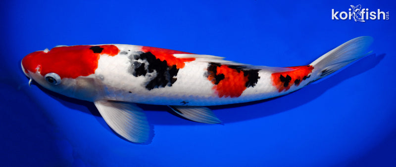 13.75" SANKE