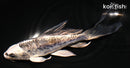 5.5" KIKOKURYU BUTTERFLY
