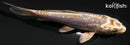 4.25" KIN KIKOKURYU