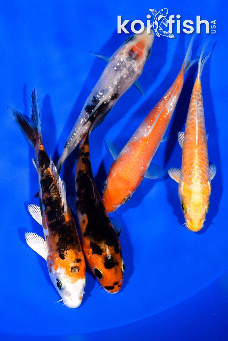 PACK OF (5) 3.75-4" STANDARD KOI