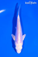 5" DOITSU PLATINUM OGON