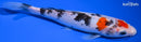 7.25" SANKE