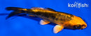 4.5" BENI KIKOKURYU