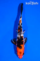 6" GINRIN YAMATO NISHIKI