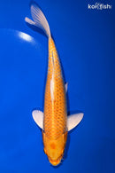9" YAMABUKI OGON