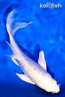 6" GINRIN LEMON HARIWAKE BUTTERFLY