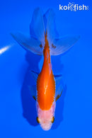 5.75" WATONAI GOLDFISH