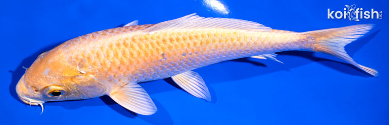 6.5" YAMABUKI OGON