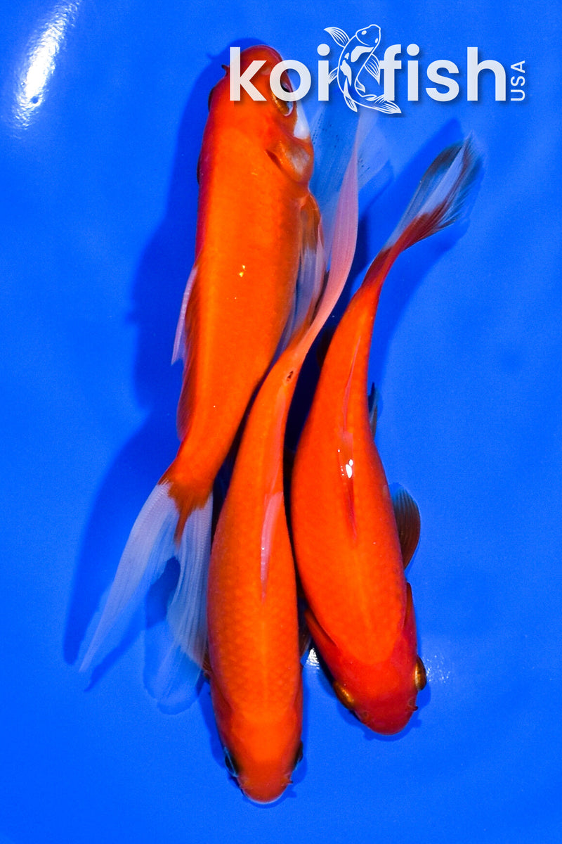 PACK OF (3) 5-5.5" COMET GOLDFISH