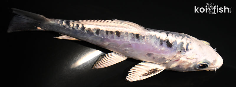 4.5" ARAGOKE KIKOKURYU