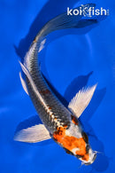 6.5" BENI GINGA BUTTERFLY
